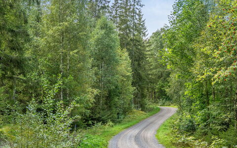 Stenfors: Plant, Plant Community, Leaf, Natural Landscape, Tree, Larch, Road Surface, Evergreen, Asphalt, Grass