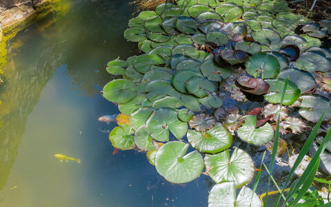 Country House D&D: Water, Plant, Flower, Botany, Terrestrial Plant, Organism, Natural Landscape