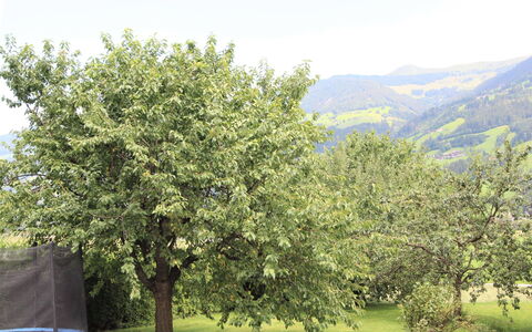 Fügen 336: Tree, Woody Plant, Plant, Leaf, Spring, Flower, Hill Station, Shrub, Hill