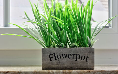 Schwalenberg 110: Plant, Flowerpot, Houseplant, Rectangle, Grass, Terrestrial Plant, Flowering Plant, Tree, Font