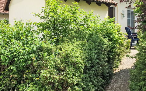 Möwennest: Shrub, Plant Community, Groundcover, Hedge, Woody Plant, Garden, Plantation, Evergreen, Backyard