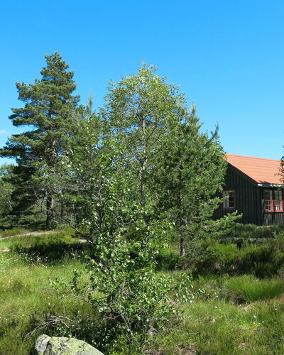 Førevanns Hytta