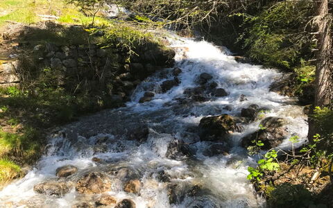 Sur Baselgia: Plant, Water Resources, Water, Ecoregion, Natural Landscape, Branch, Spring, Watercourse, Riparian Zone