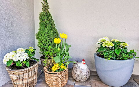 Christine: Flower, Green, Flowerpot, Yellow, Houseplant, Floristry, Garden, Flowering Plant, Cut Flowers