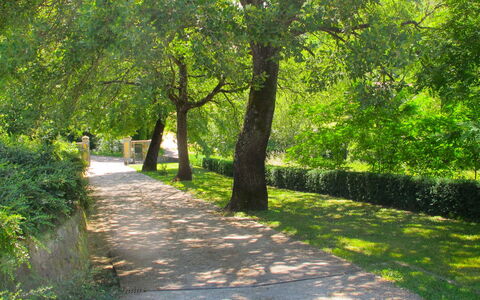 San Giovanni 801: Tree, Nature, Natural Landscape, Green, Vegetation, Nature Reserve, Leaf, Grass, Natural Environment, Light