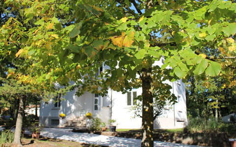 Villa La Casa Bianca: Tree, Leaf, Woody Plant, Plant, Autumn, Plane, Botany, Canoe Birch, Plane-Tree Family, Flower
