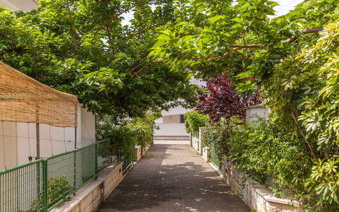 Villa Victory: Tree, Walkway, Botany, Plant, Leaf, Woody Plant, House, Road, Alley, Architecture