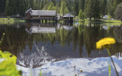 Superior #56 mit Ir-Sauna&Sprudelbad 20.15: Flower, Plant, Plant Community, Sky, Botany, Petal, Nature, Mountain, Natural Landscape, Vegetation