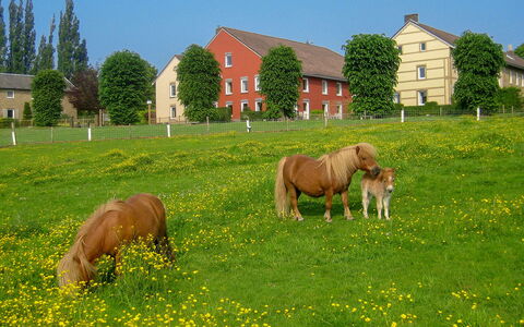 Bungalowpark Landsrade: Sky, Plant, Horse, Window, Green, Flower, Tree, Natural Landscape, Building
