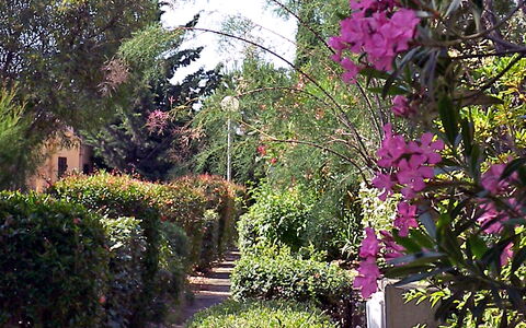 Gruissan 310: Plant, Flower, Botany, Petal, Tree, Terrestrial Plant, Woody Plant, Natural Landscape, Shrub, Groundcover
