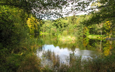 Kralovice: Natural Landscape, Nature, Tree, Water, Reflection, Natural Environment, Nature Reserve, Green, Vegetation, Bank