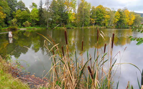 Újezd Svatého Kříže: Body Of Water, Natural Landscape, Nature, Reflection, Water, Pond, Bank, Natural Environment, Fish Pond, Vegetation