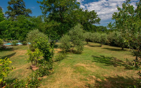 Elena: Tree, Natural Environment, Nature, Leaf, Vegetation, Shrub, Plant Community, Grassland, Plain, Land Lot