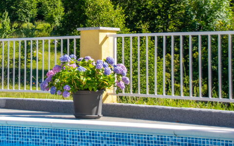 Saulja: Flower, Plant, Water, Property, Window, Green, Flowerpot, Botany, Fence, Rectangle