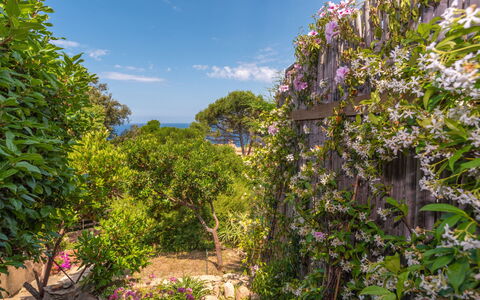 Ginepro: Sky, Cloud, Plant, Flower, Botany, Natural Landscape, Woody Plant, Flowering Plant, Tree, Shrub
