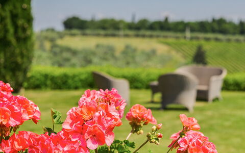 Villa Sole Del Chianti: Flower, Plant, Petal, Green, Nature, Natural Environment, Natural Landscape, Tree, Vegetation, Grass