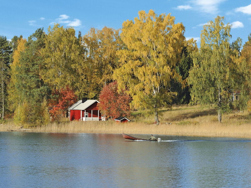 Koivu