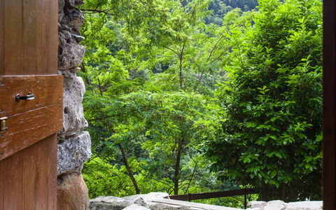 Al Fopp: Green, Botany, Tree, Wood, Natural Landscape, Vegetation, Sunlight, Trunk, Shade, Plant
