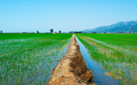 D1: Plant, Sky, Natural Landscape, Land Lot, Grass, Agriculture, Plain, Grassland, Landscape
