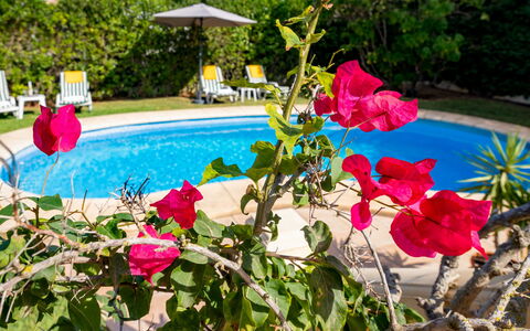 Villa Ciclamen: Flower, Plant, Water, Botany, Petal, Swimming Pool, Pink, Building, Leisure, Tree