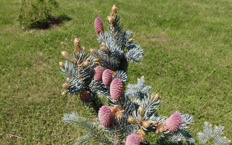 Holiday Hill 64: Plant, Botany, Natural Material, Grass, Evergreen, Groundcover, Terrestrial Plant, Tree