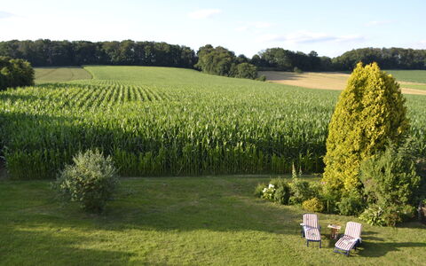 Am Rotenberg: Sky, Plant, Cloud, Property, Tree, Natural Landscape, Nature, Land Lot, Hedge, Agriculture