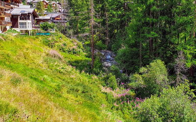 Nirwana