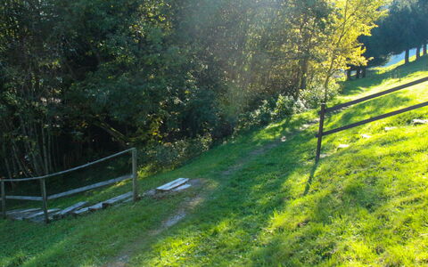 Chalet 969: Plant, Plant Community, Green, Natural Landscape, Natural Environment, Tree, Shade, Botany, Land Lot, Vegetation
