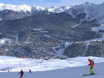 Cedre Blanc