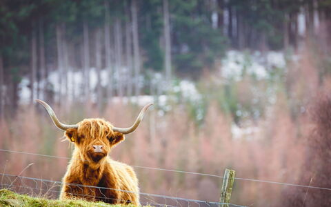 Riverside Cottage: Plant, Bull, Wood, Grass, Natural Landscape, Fawn, Sky, Tree