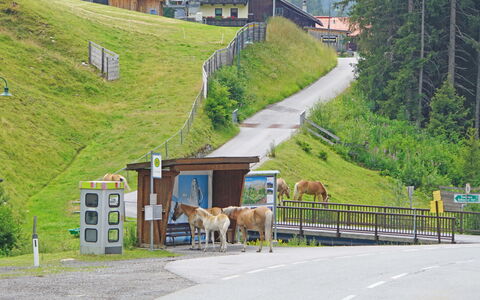Elisabeth: Building, Plant, Infrastructure, Slope, Highland, House, Land Lot, Road Surface, Asphalt