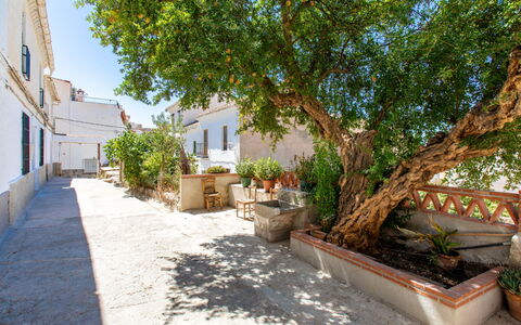 Patio de Las Granadas: Plant, Building, Window, Flowerpot, Tree, Road Surface, House, Sky, Urban Design, Flooring