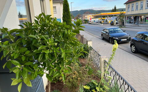 Schillerplatz: Plant, Wheel, Cloud, Property, Building, Car, Vehicle, Road Surface, Sky