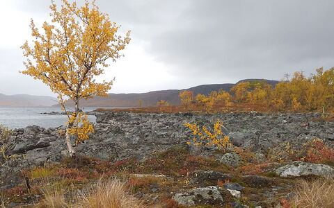 Willa Kiiruna: Leaf, Natural Landscape, Landscape, Wilderness, Autumn, Fell, Twig, Shrubland, Chaparral