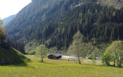 Wanglblick: Plant, Mountain, Ecoregion, Natural Landscape, Natural Environment, Tree, Slope, Highland, Larch, Land Lot
