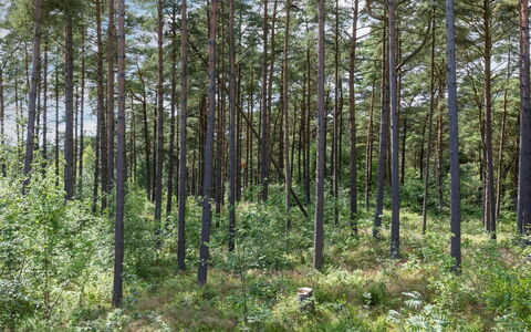 Anarosa - 200M from the Sea: Leaf, Tree, Natural Environment, Wood, Forest, Grove, Northern Hardwood Forest, Plant Community, Woodland
