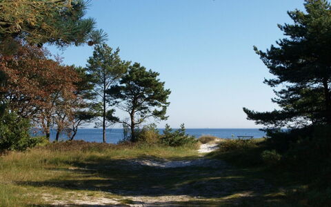 Elsamaria - 400M from the Sea: Sky, Blue, Natural Environment, Branch, Vegetation, Summer, Ecoregion, Plant Community, Wilderness, Trunk