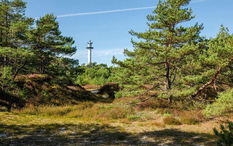 Elza - 800M from the Sea: Sky, Plant Community, Shrubland, Forest, Chaparral, Jungle, Tropical And Subtropical Coniferous Forests, Evergreen, Pine Family