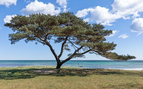 Botolphus - 20M from the Sea: House, Cottage, Roof, Garden Buildings, Shade, Shed, Backyard, Outdoor Furniture, Yard, Lawn