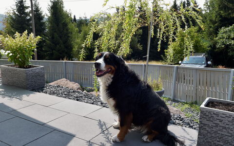 Anna: Plant, Dog Breed, Road Surface, Carnivore, Tree, Sky, Sporting Group