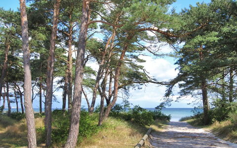 Ignat - 175M from the Sea: Sky, Blue, Natural Environment, Branch, Ecoregion, Coast, Wilderness, Coastal And Oceanic Landforms, Sea, Trunk
