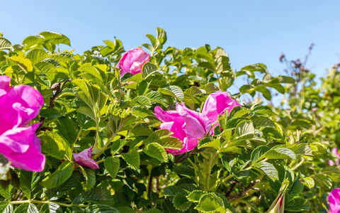 Lahja - 400M from the Sea: Vegetation, Shrub, Spring, Cottage, Garden, Shade, Backyard, Yard, Chair