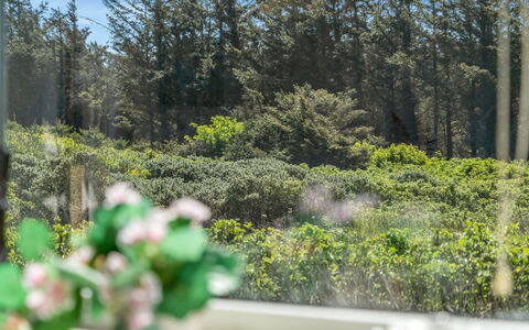 Nayeli - 275M from the Sea: Vegetation, Shrub, Plant Community, Groundcover, Garden, Spring, Landscaping, Evergreen, Botanical Garden