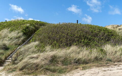 Abbie - 10M from the Sea: Grass, Vegetation, Shrub, Plant Community, Ecoregion, Landscape, Grassland, Shrubland, Slope