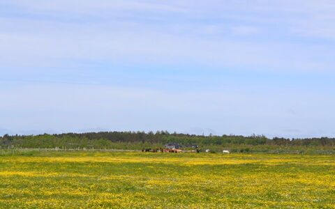 Auti - 2.3Km from the Sea: Grass, House, Roof, Cottage, Home, Shrub, Farmhouse, Land Lot, Rural Area