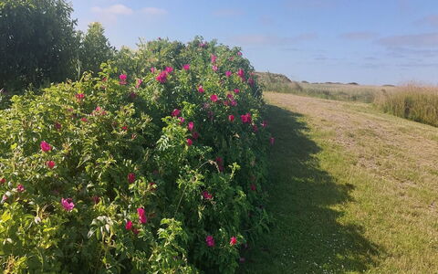 Chrisse - 550M from the Sea: Flower, Shrub, Pink, Petal, Flowering Plant, Rose Family, Garden, Herbaceous Plant, Plantation