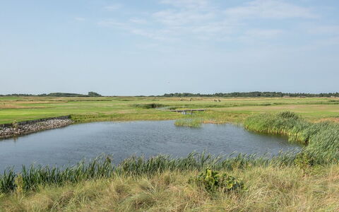 Helvig - 2.3Km from the Sea: Water, Marsh, Water Resources, Natural Environment, Natural Landscape, Grassland, Plain, Ecoregion