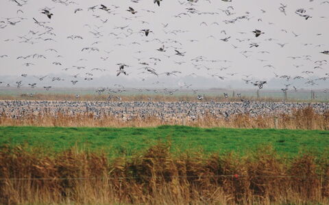 Freek - 400M from the Sea: Grass, House, Roof, Home, Cottage, Shrub, Land Lot, Rural Area, Farmhouse, Groundcover