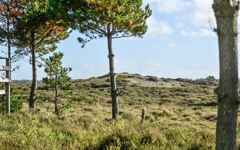 Trana - 2Km from the Sea: Sky, Vegetation, Natural Landscape, Grassland, Ecoregion, Plant Community, Land Lot, Trunk, Woody Plant