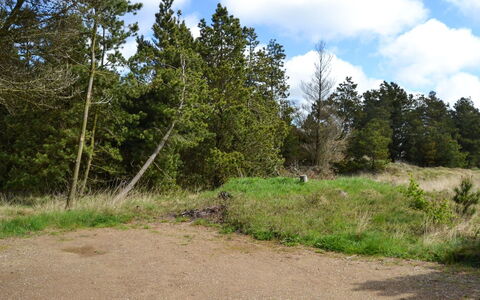 Trana - 2Km from the Sea: Leaf, Tree, Grass, Natural Environment, Nature, Vegetation, Cloud, Shrub, Ecoregion, Plant Community